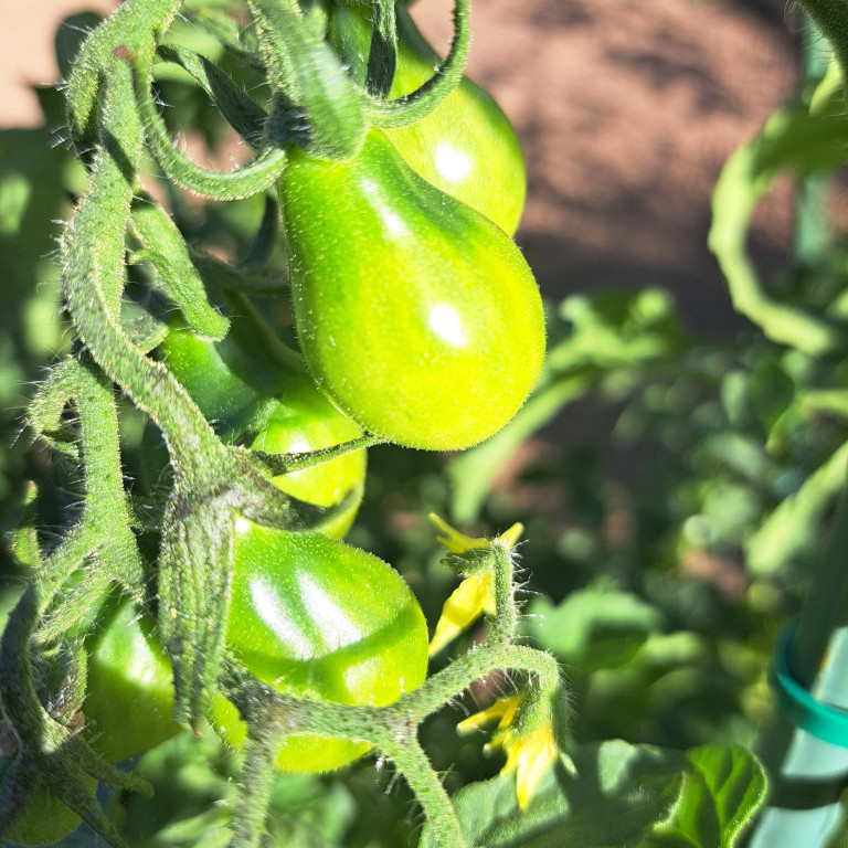 grüne Tomaten an einem Tomatenstrauch